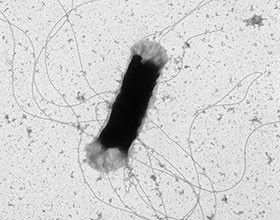 Flagelles d'E.coli - C. Roques - UMR 5503 LGC Flagelles d'E.coli - C. Roques - UMR 5503 LGC